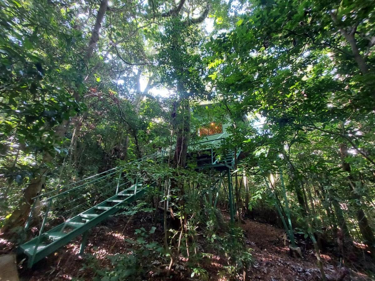 מונטה ורדה Jungle Living Tree Houses מראה חיצוני תמונה