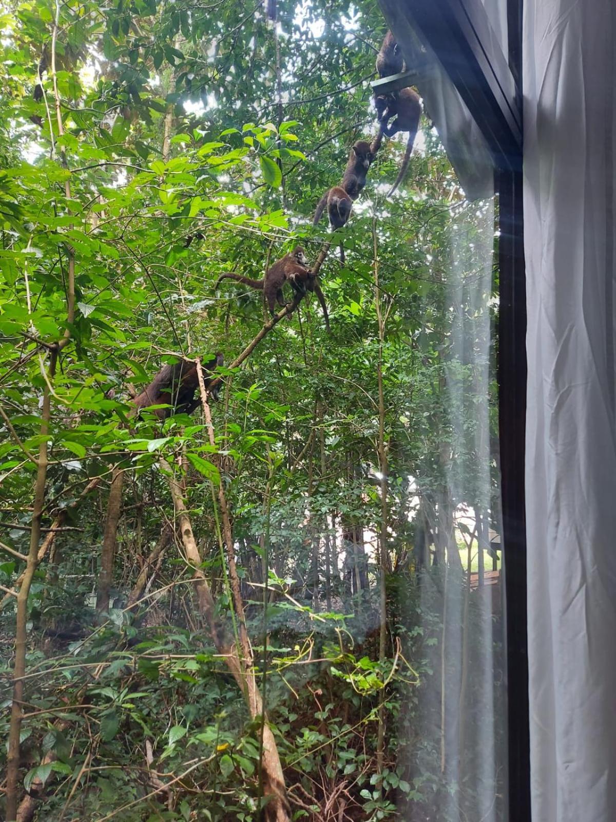 מונטה ורדה Jungle Living Tree Houses מראה חיצוני תמונה