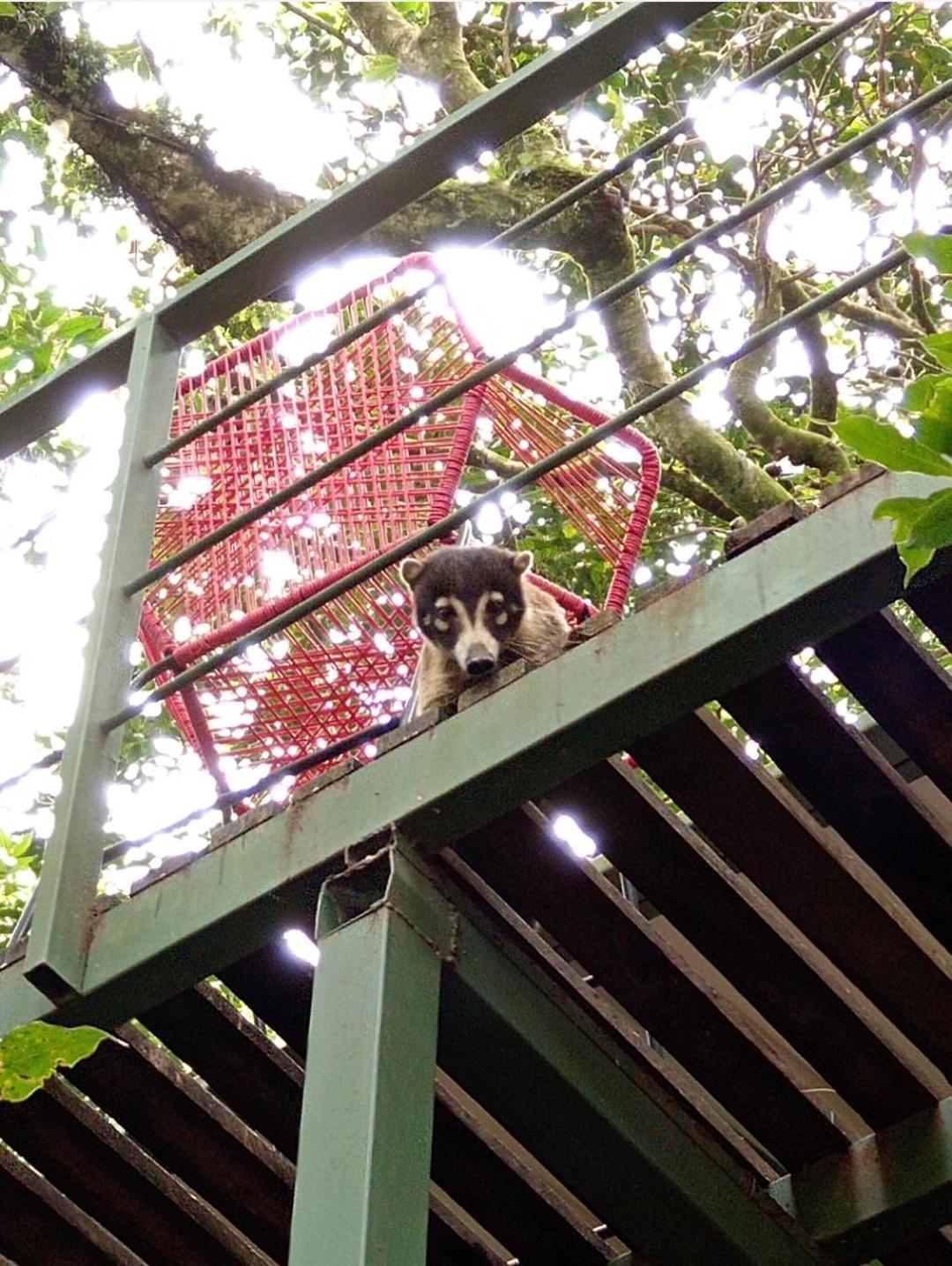מונטה ורדה Jungle Living Tree Houses מראה חיצוני תמונה