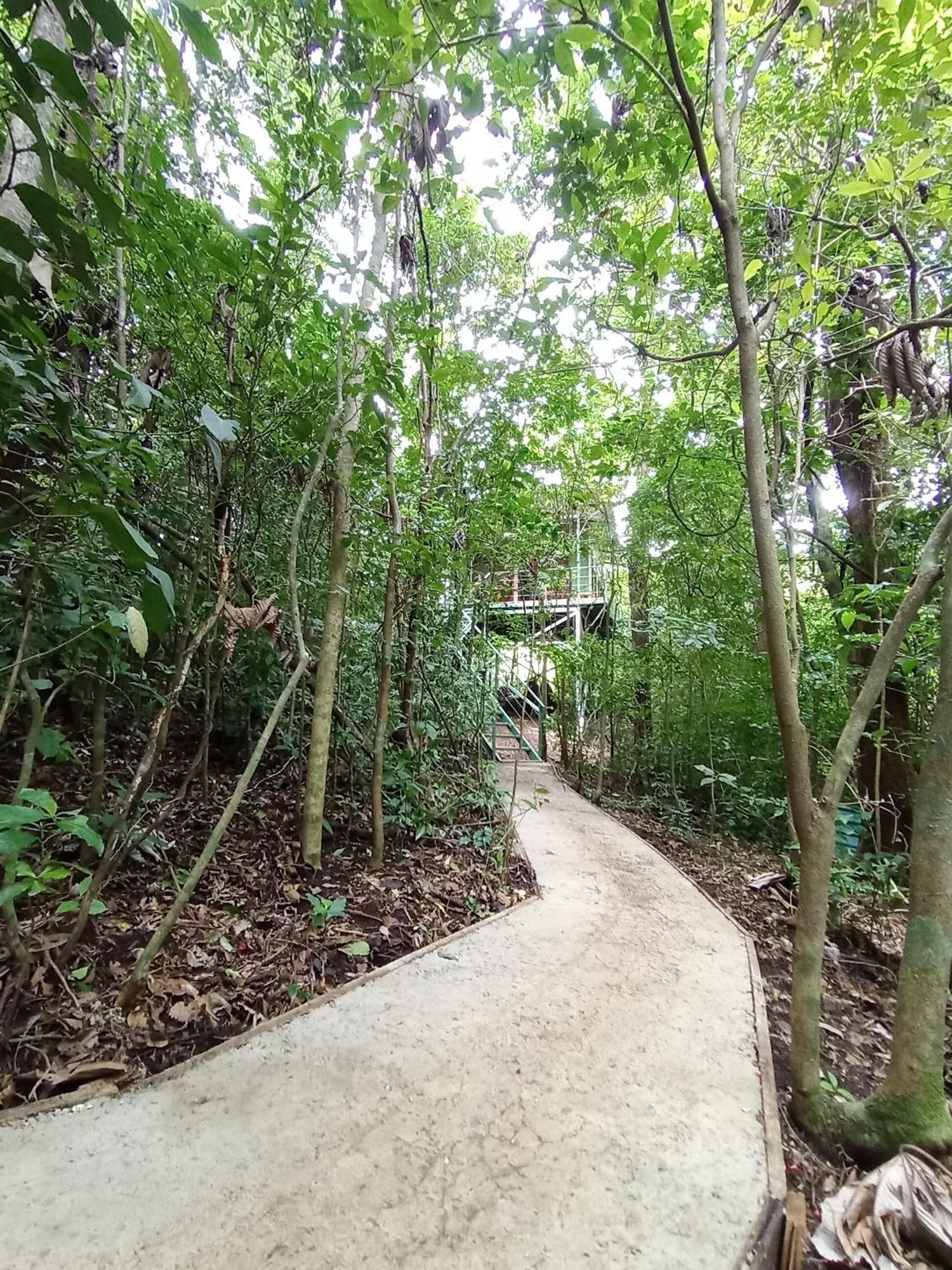 מונטה ורדה Jungle Living Tree Houses מראה חיצוני תמונה