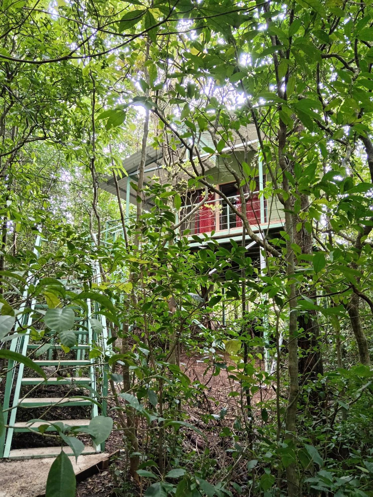 מונטה ורדה Jungle Living Tree Houses מראה חיצוני תמונה